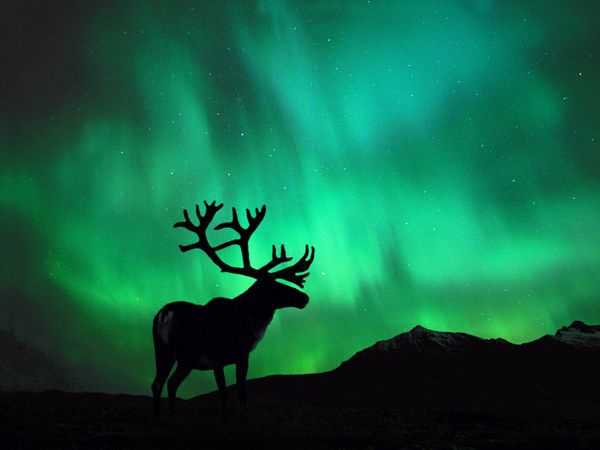 Plik:Caribou-northern-lights 104 600x450.jpg